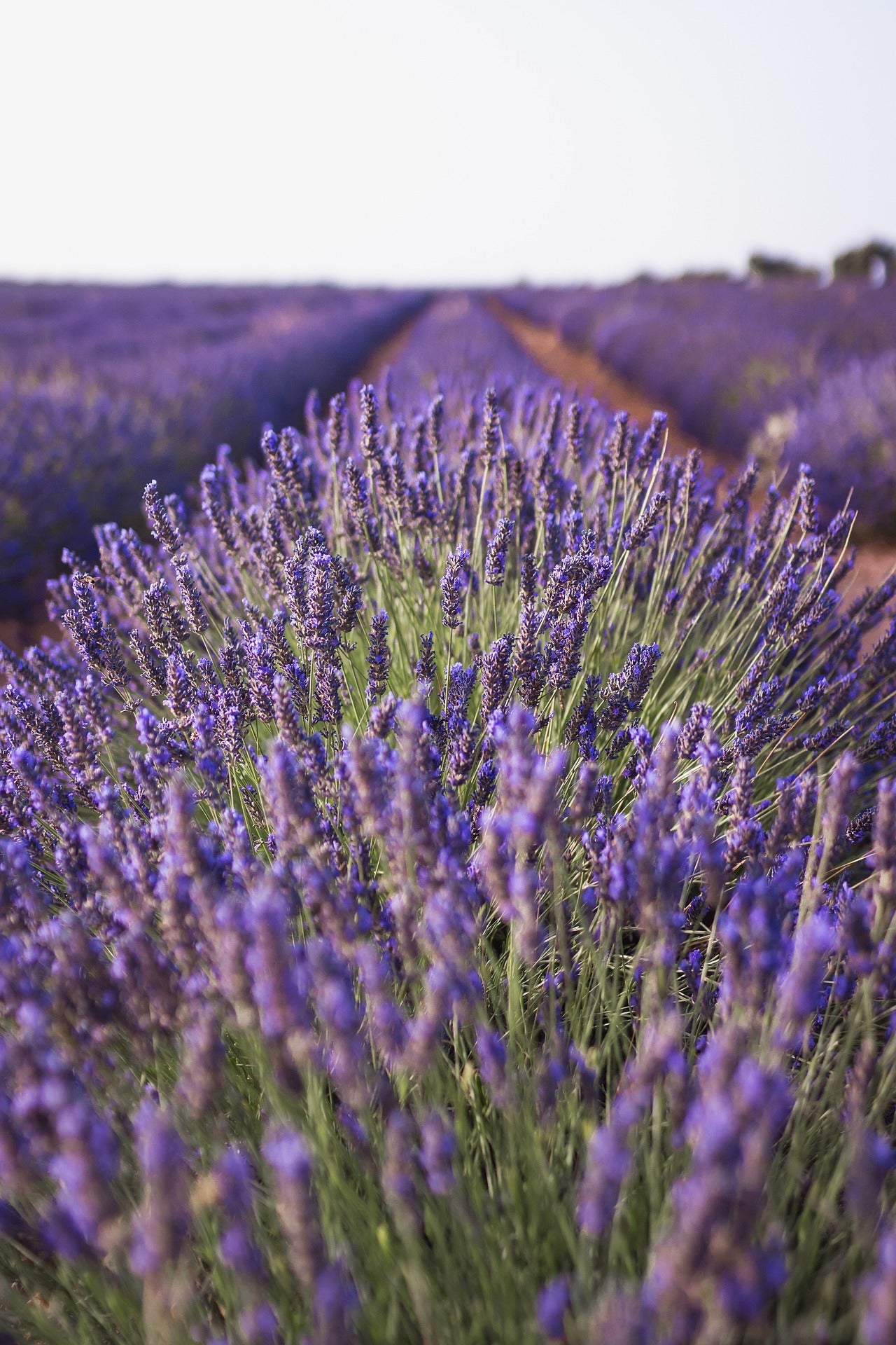 Lavender