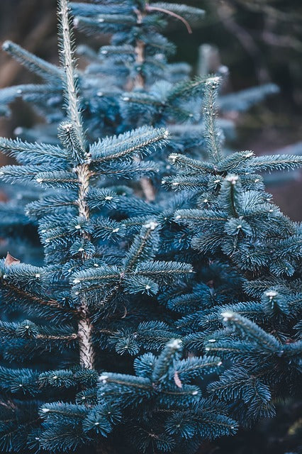 Blue Spruce