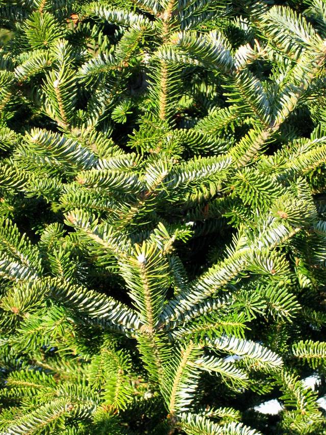 Fraser Fir