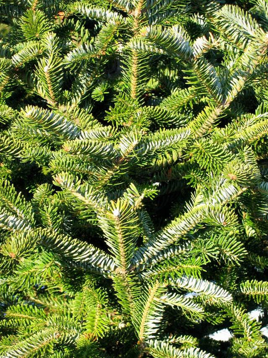 Fraser Fir