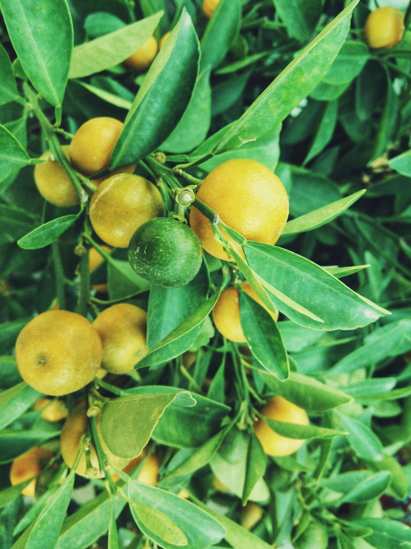 Lemon Verbena